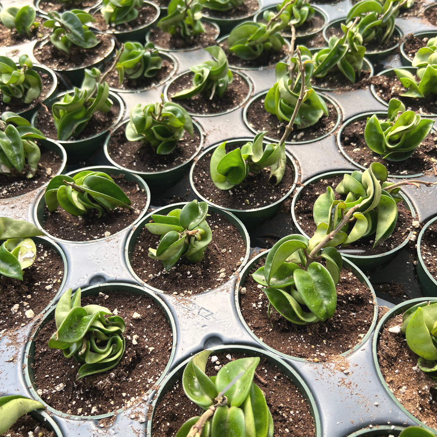 Hoya Carnosa Compacta Rope