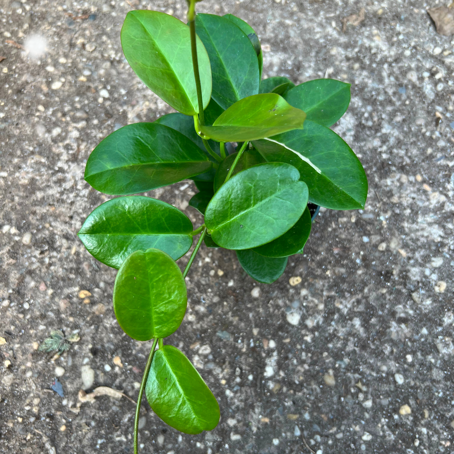 Hoya Austrailis