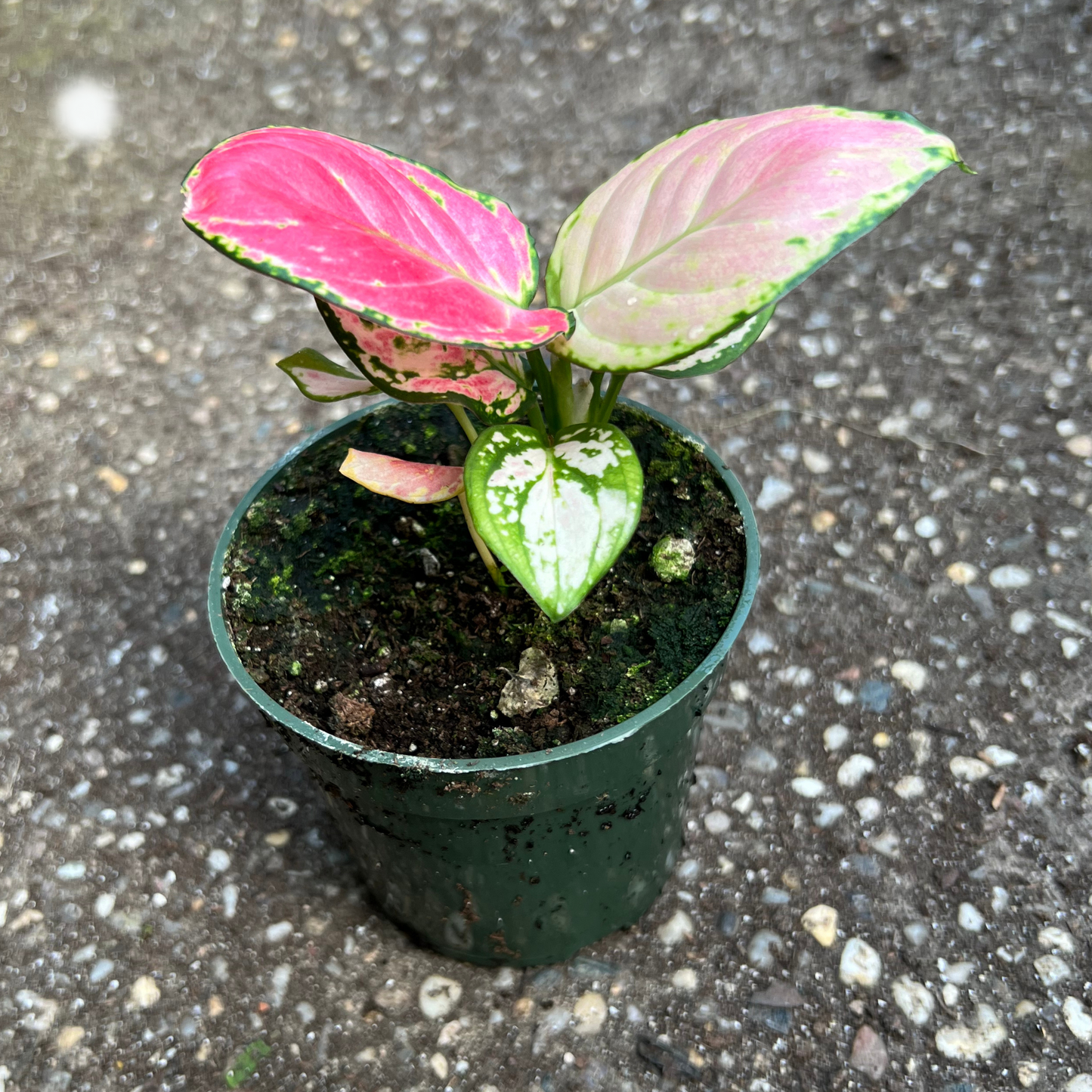 Aglaonema 'Lucky Red'