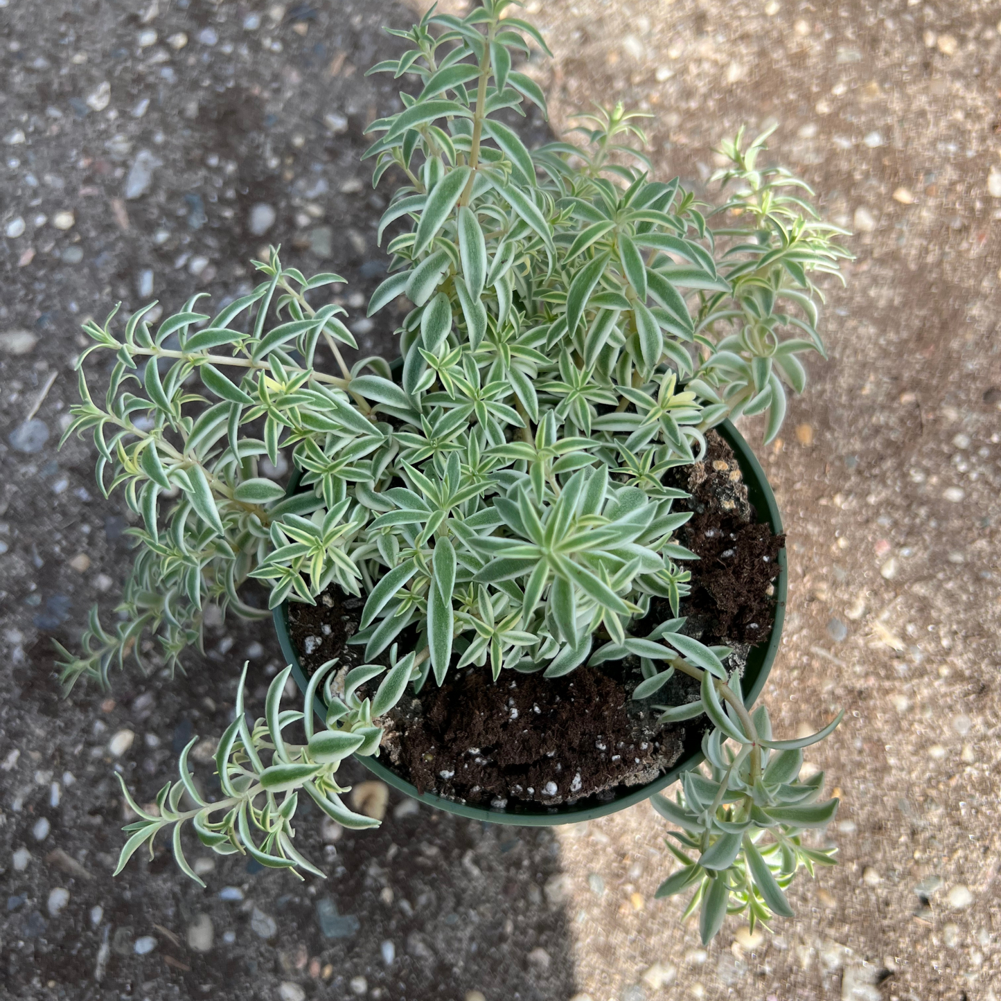 Sedum Lineare 'Sea Urchin'