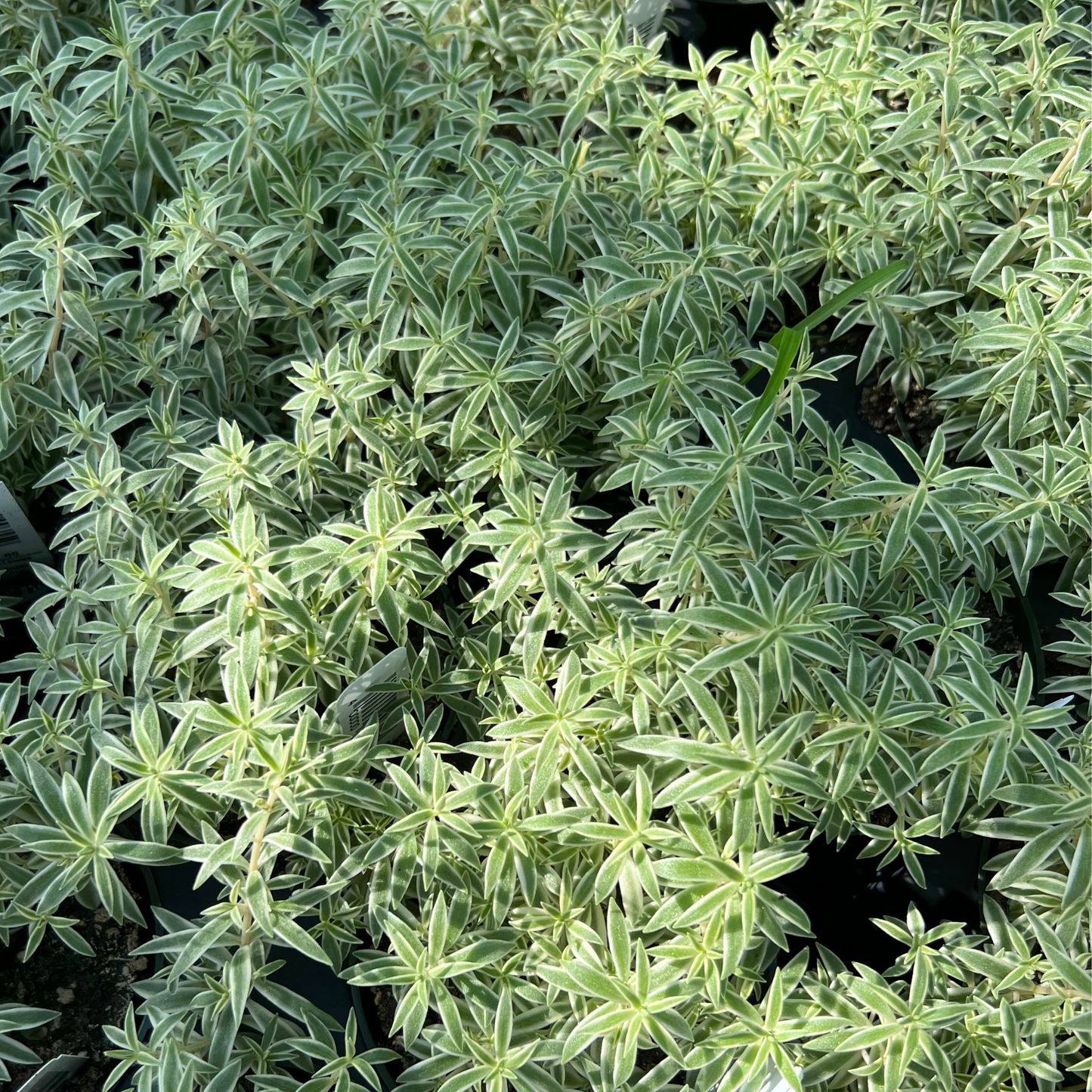 Sedum Lineare 'Sea Urchin'