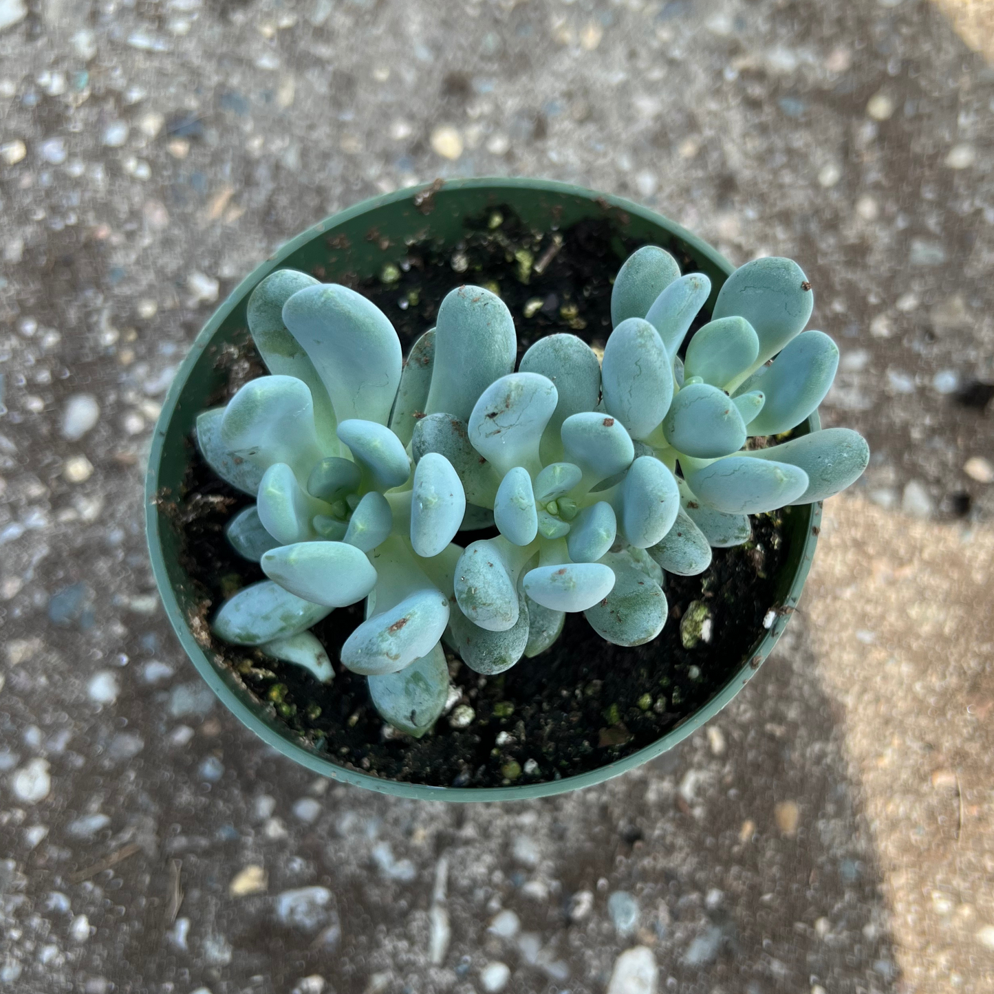 Pachyveria Belle Blue