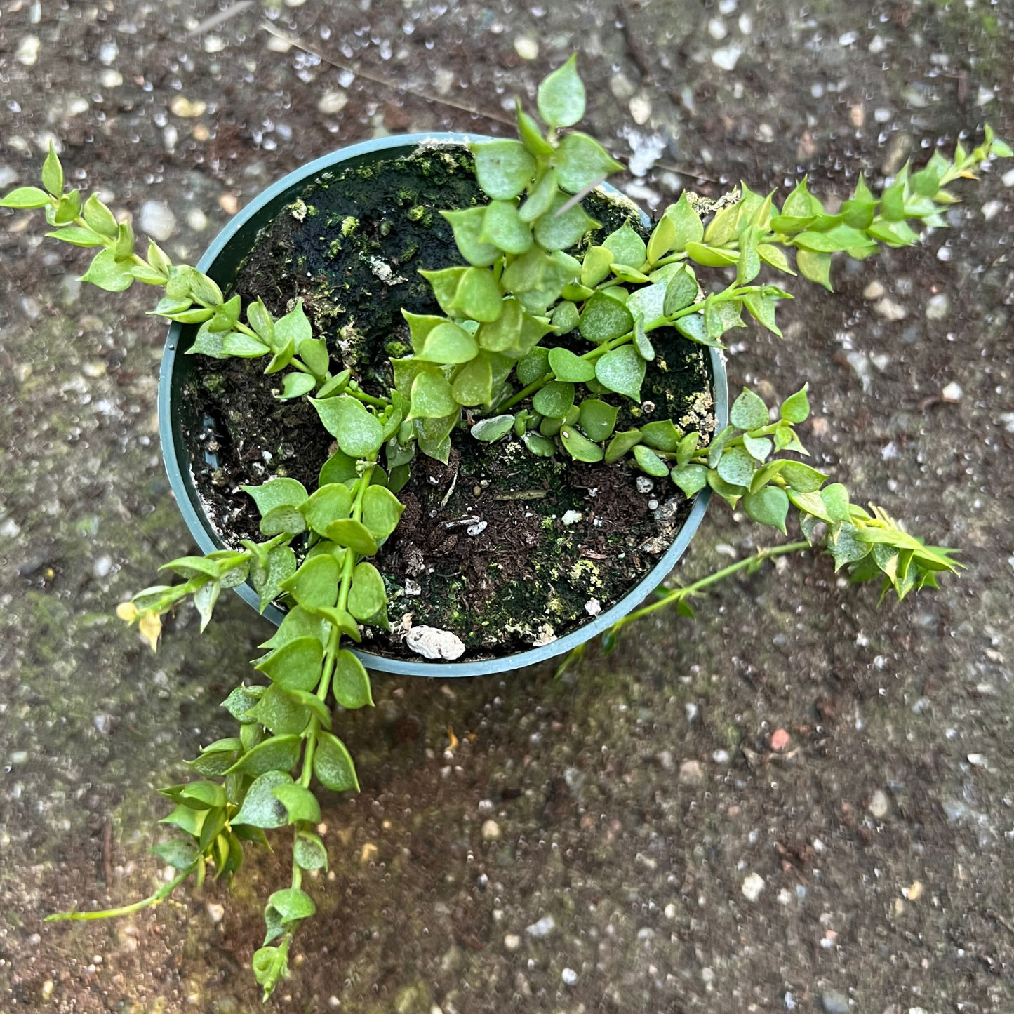 Dischidia Ruscifolia- Ant Plant