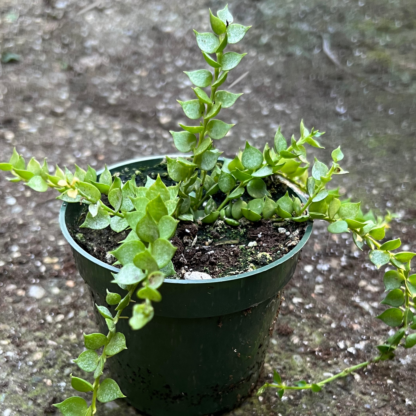 Dischidia Ruscifolia- Ant Plant