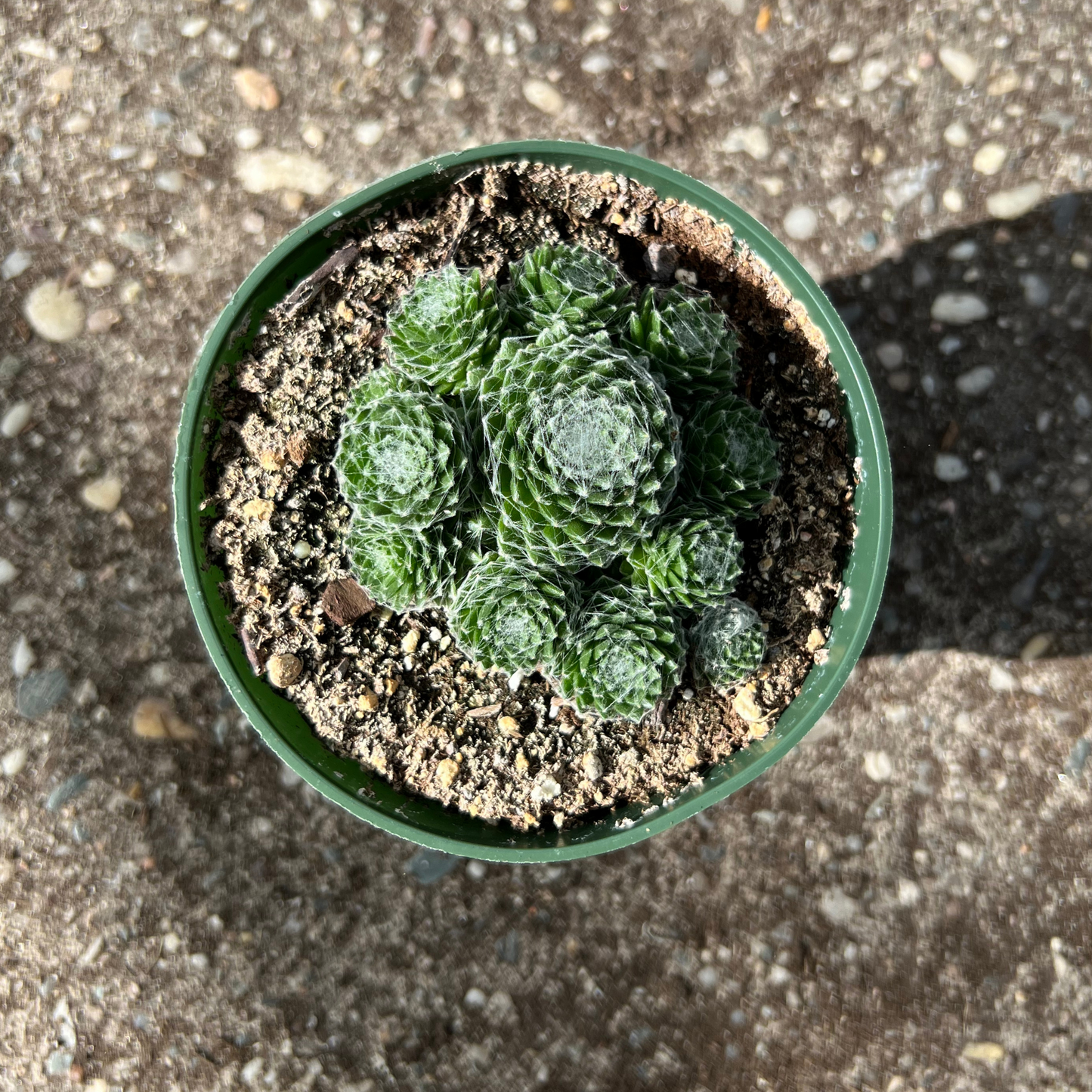 Sempervivum Arachnoideum Cobweb