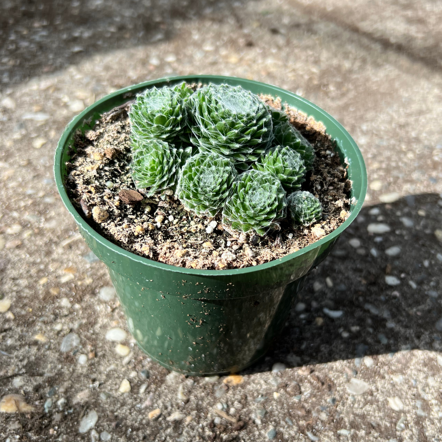 Sempervivum Arachnoideum Cobweb