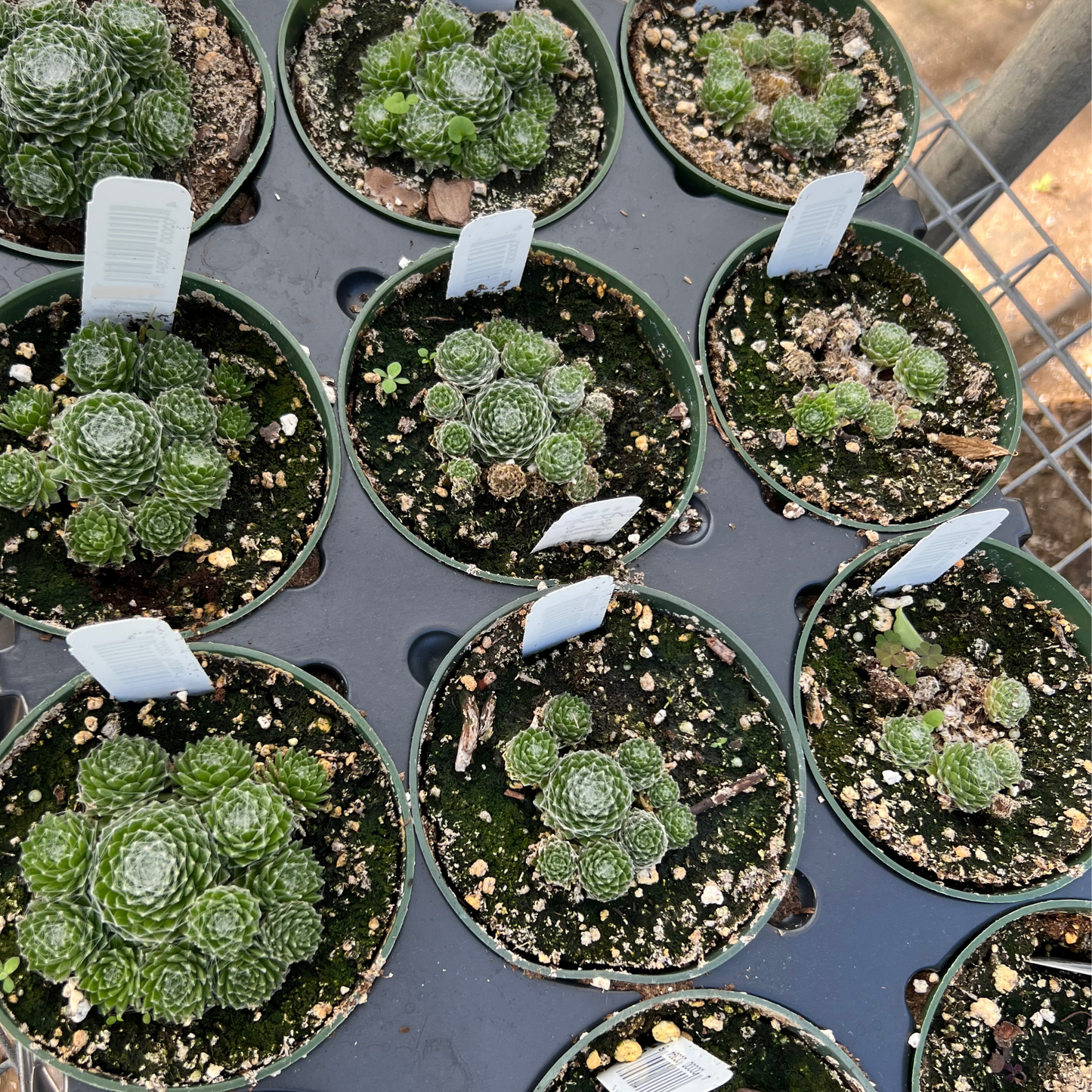 Sempervivum Arachnoideum Cobweb