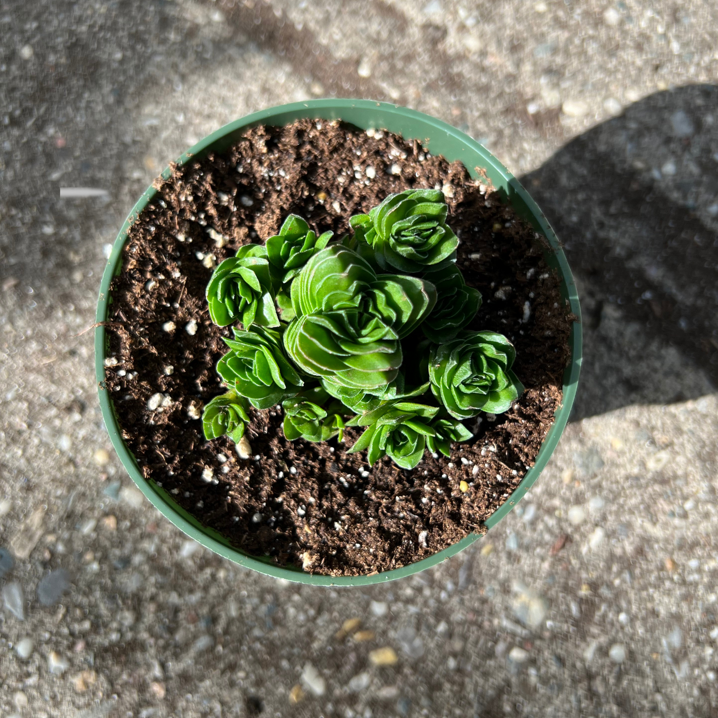 Crassula Buddhas Temple