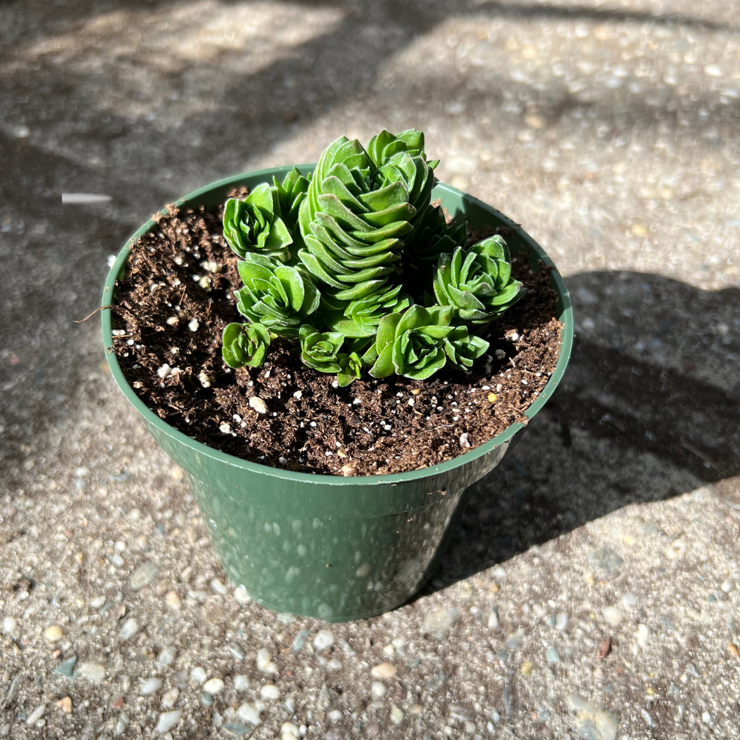 Crassula Buddhas Temple