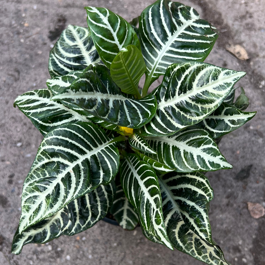 Aphelandra Squarrosa- Zebra Plant