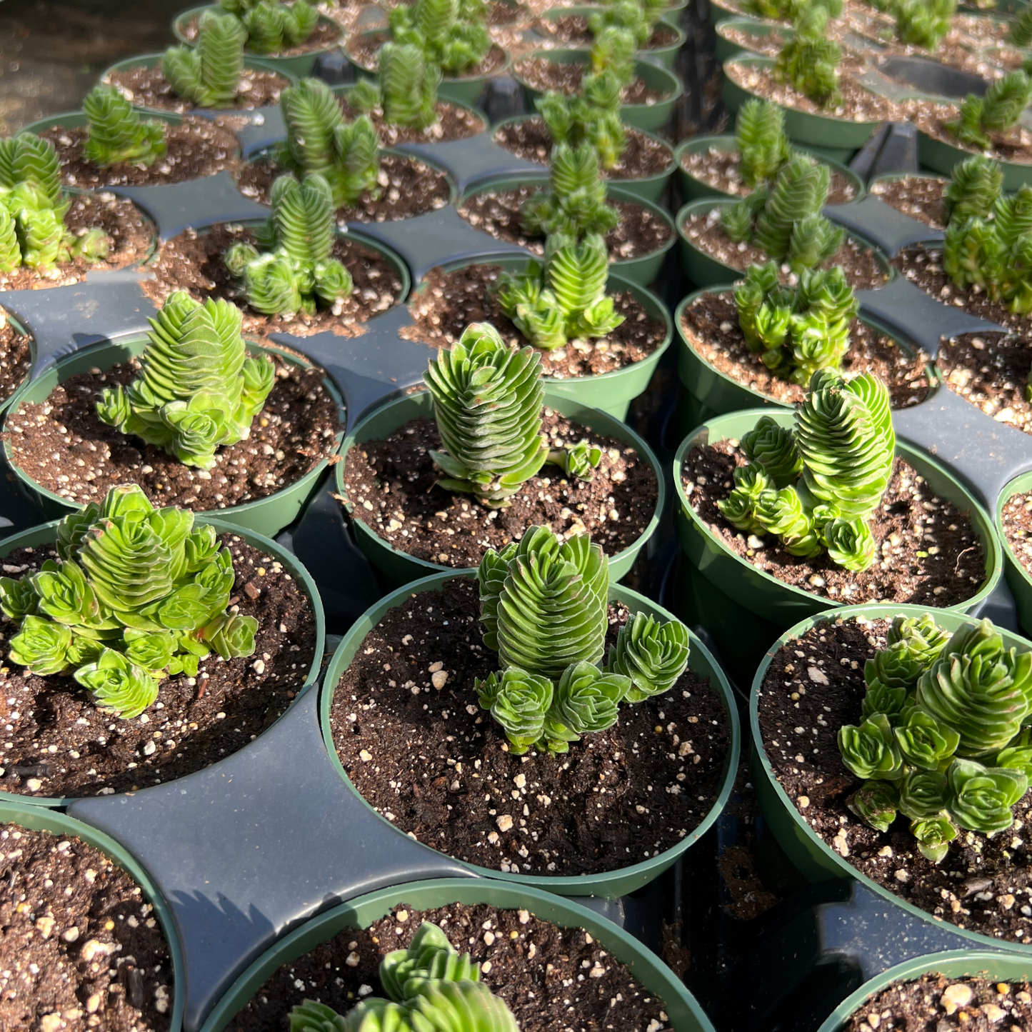 Crassula Buddhas Temple