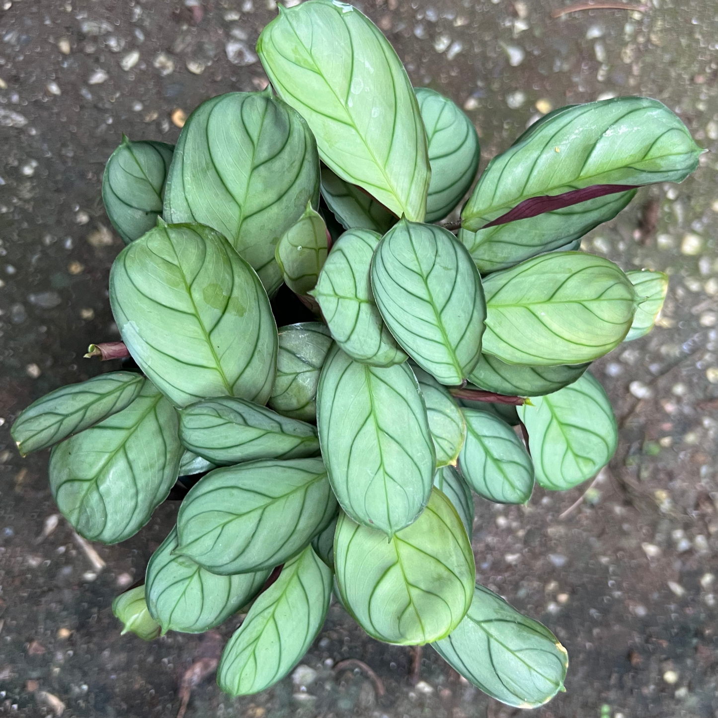 Calathea Burle Marx