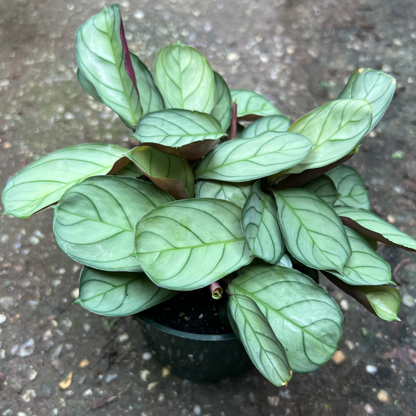 Calathea Burle Marx