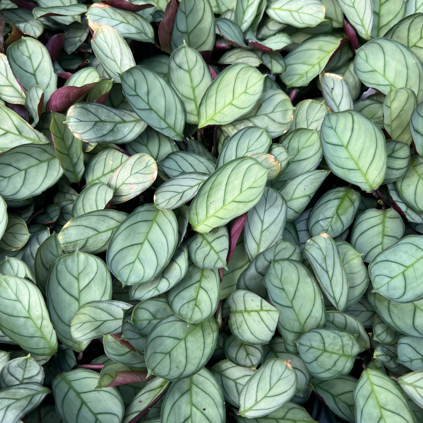 Calathea Burle Marx