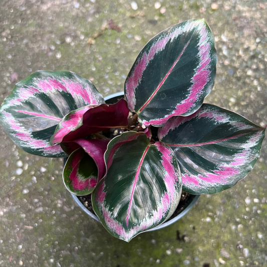 Calathea Roseopicta Rosy