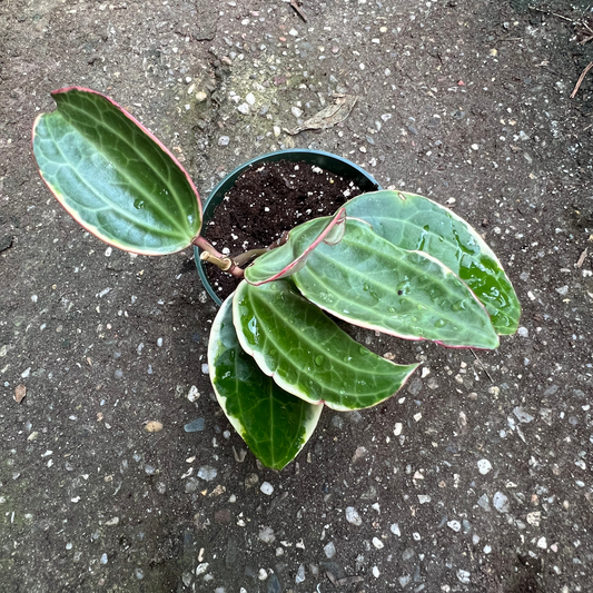 Hoya Macrophylla