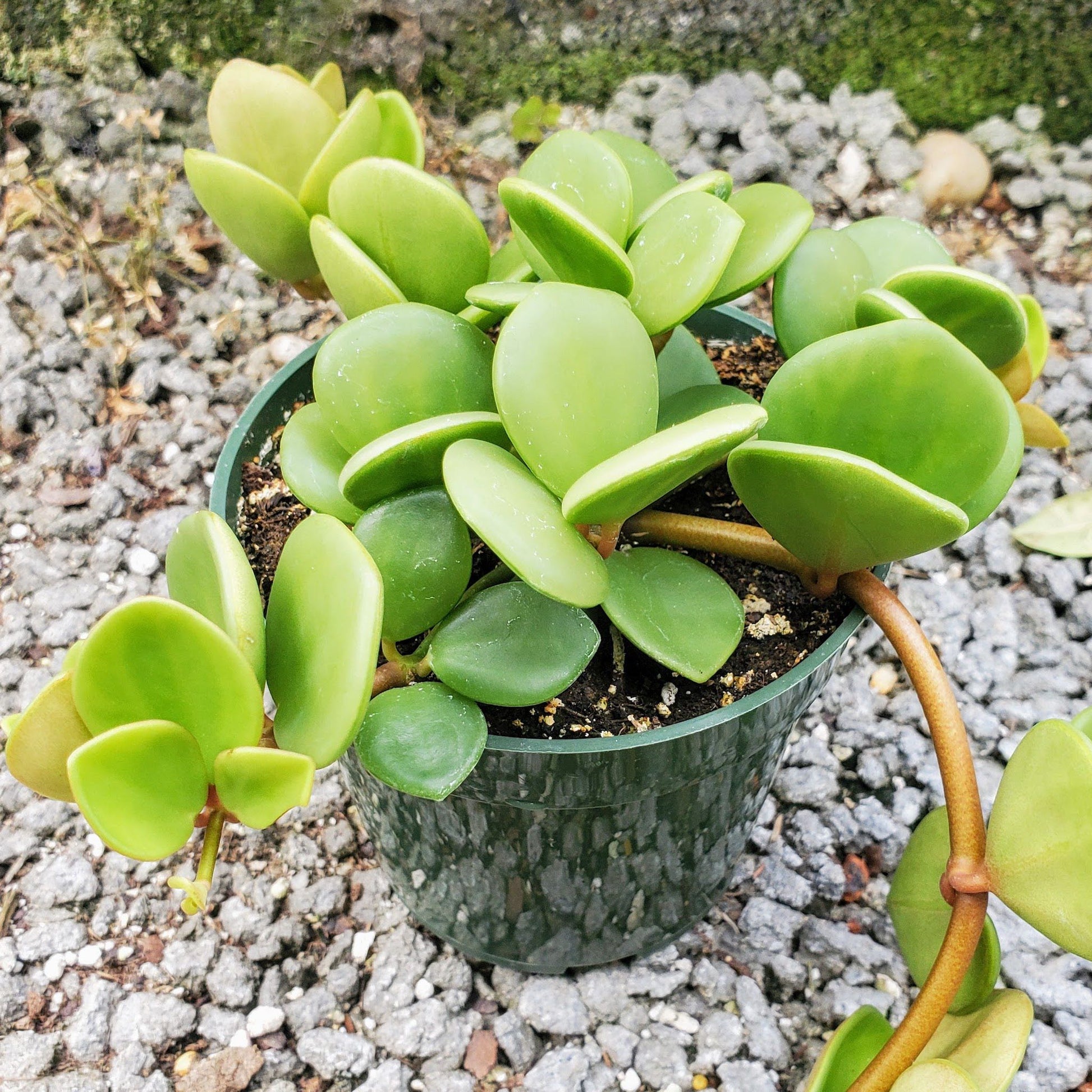 Peperomia Scandens Variegated