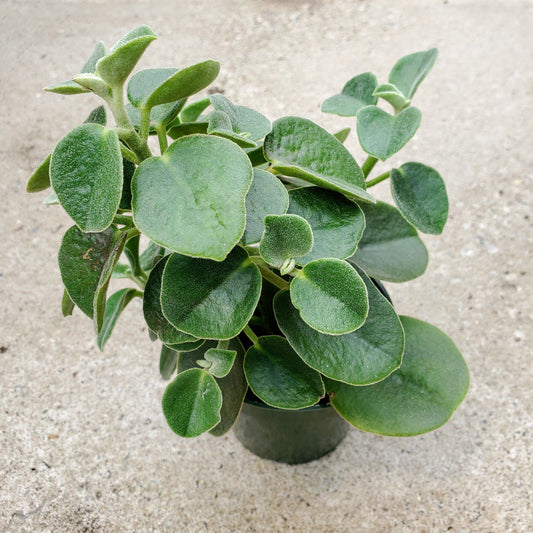 Peperomia Incana - Felted Peperomia
