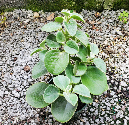 Peperomia Incana - Felted Peperomia