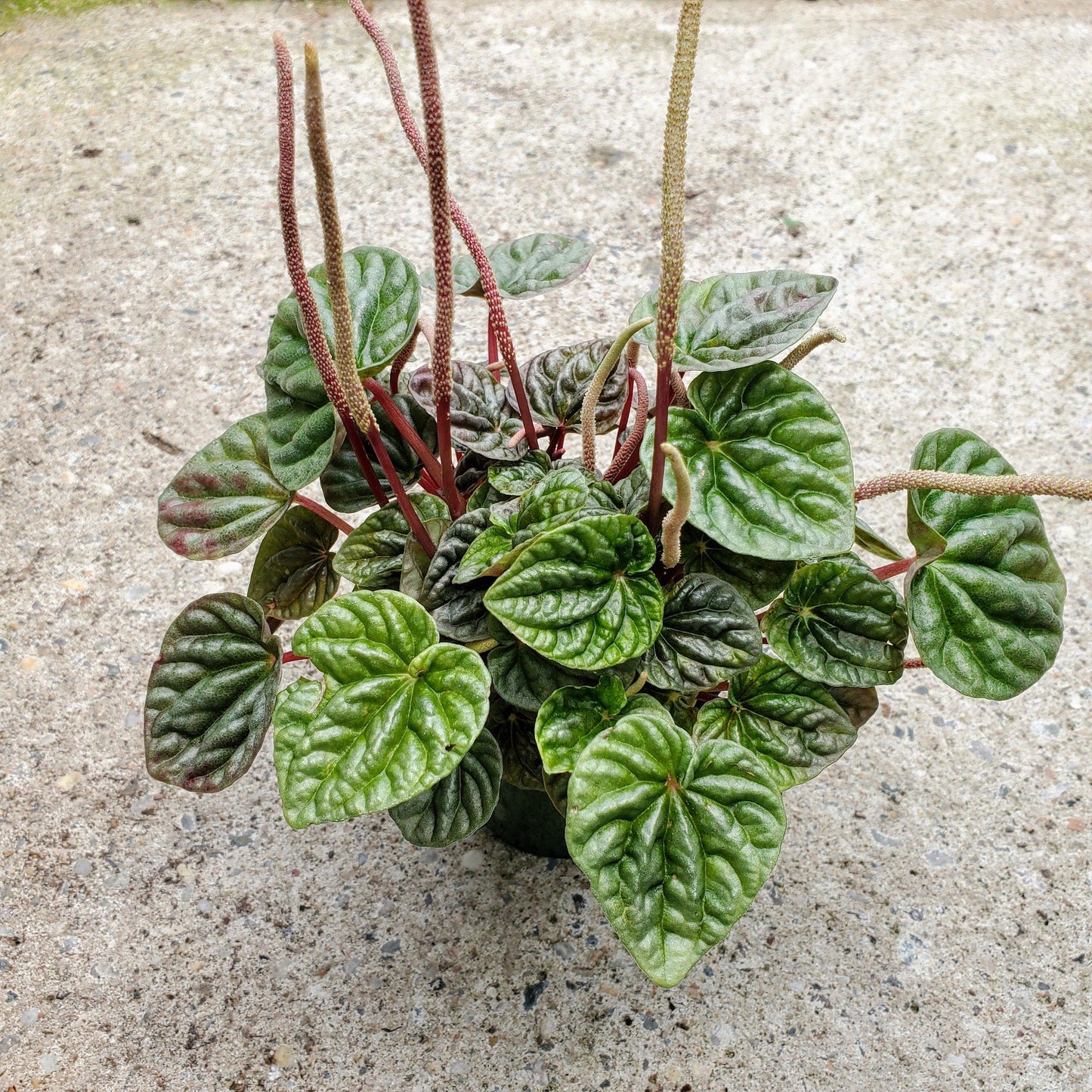 Peperomia Caperata-Ripple Plant