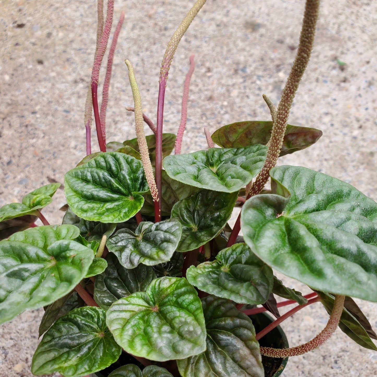 Peperomia Caperata-Ripple Plant