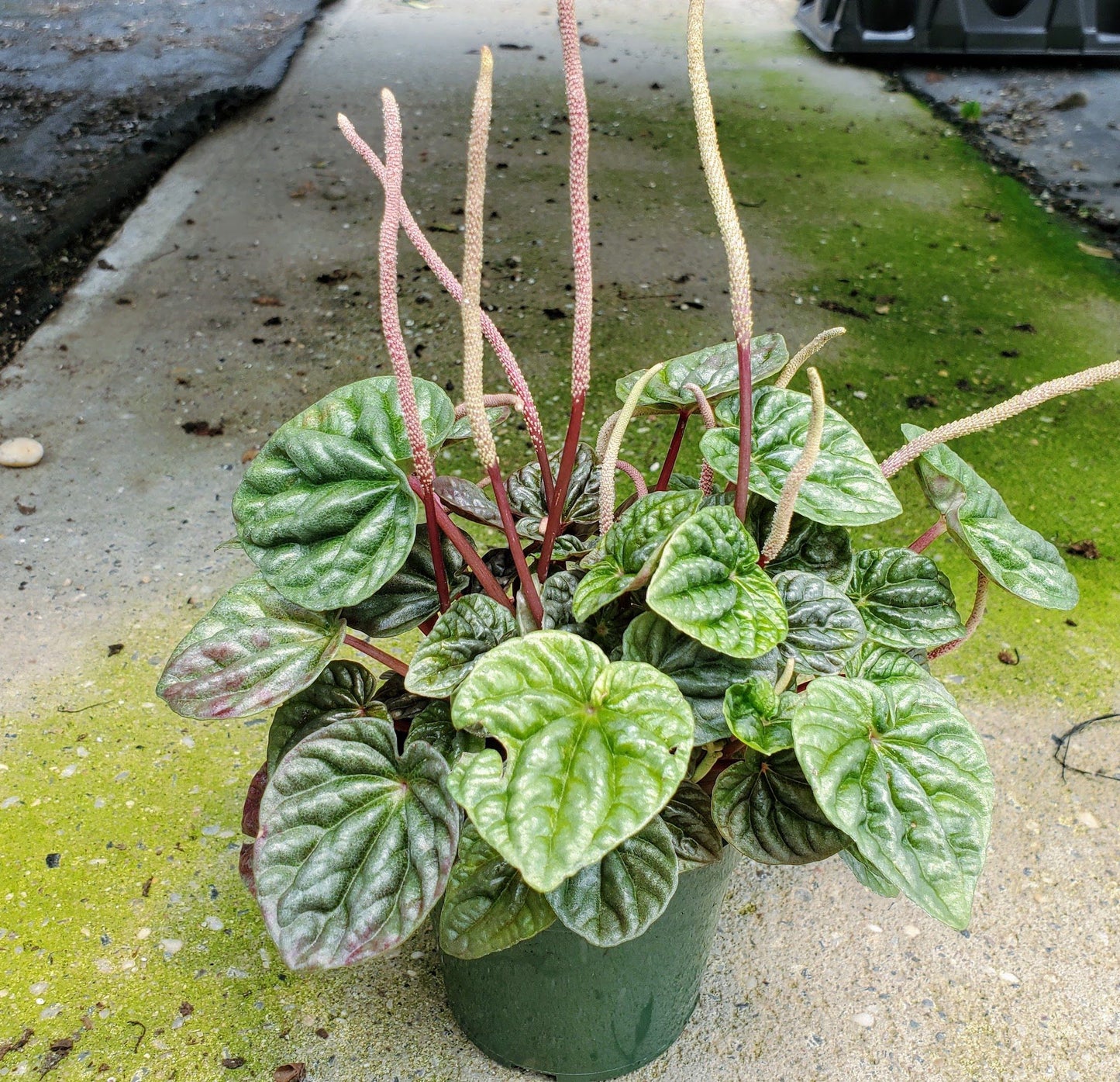 Peperomia Caperata-Ripple Plant