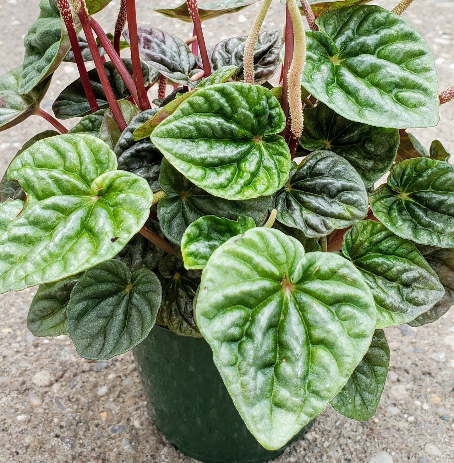 Peperomia Caperata-Ripple Plant