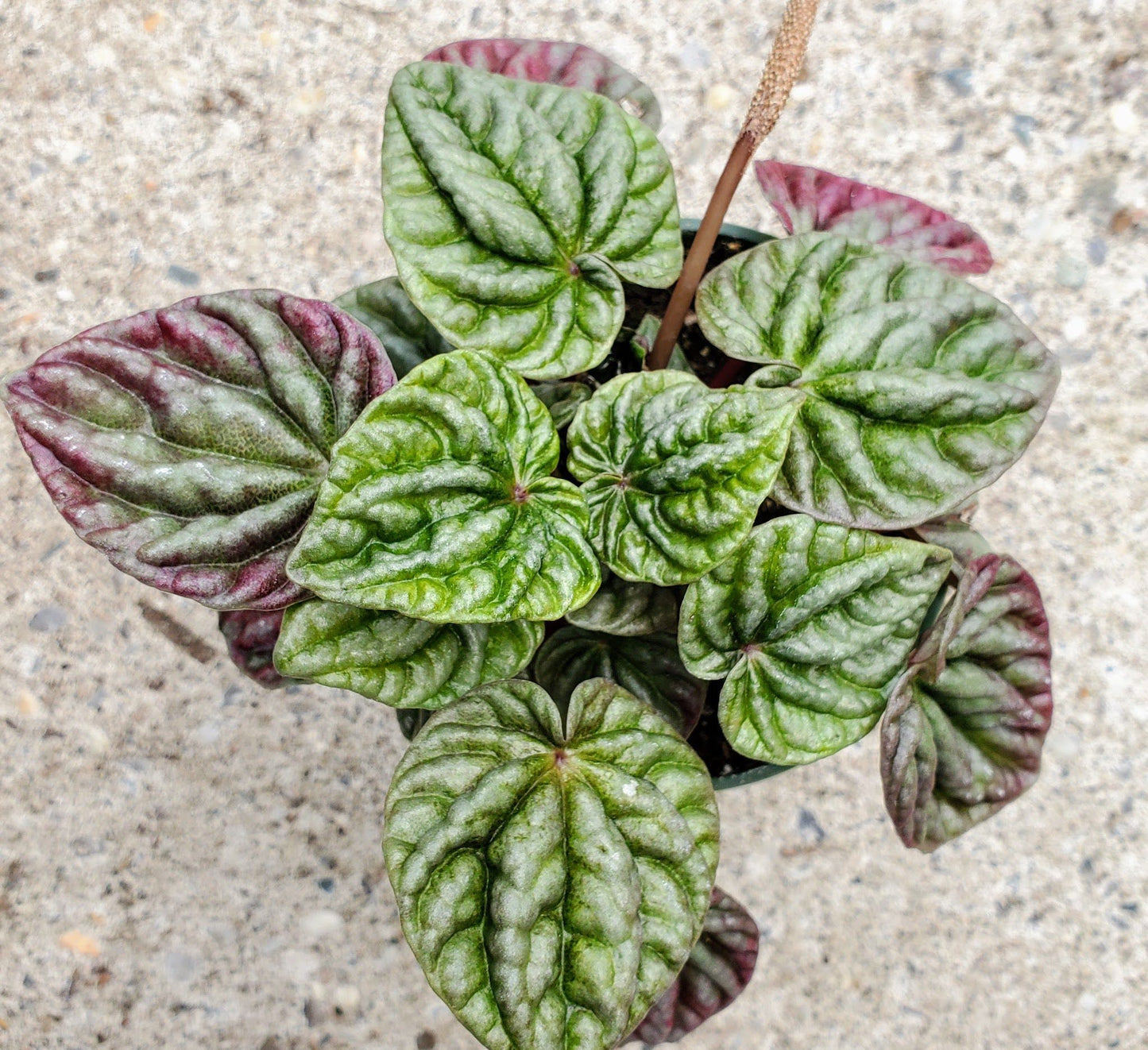 Peperomia Caperata-Ripple Plant