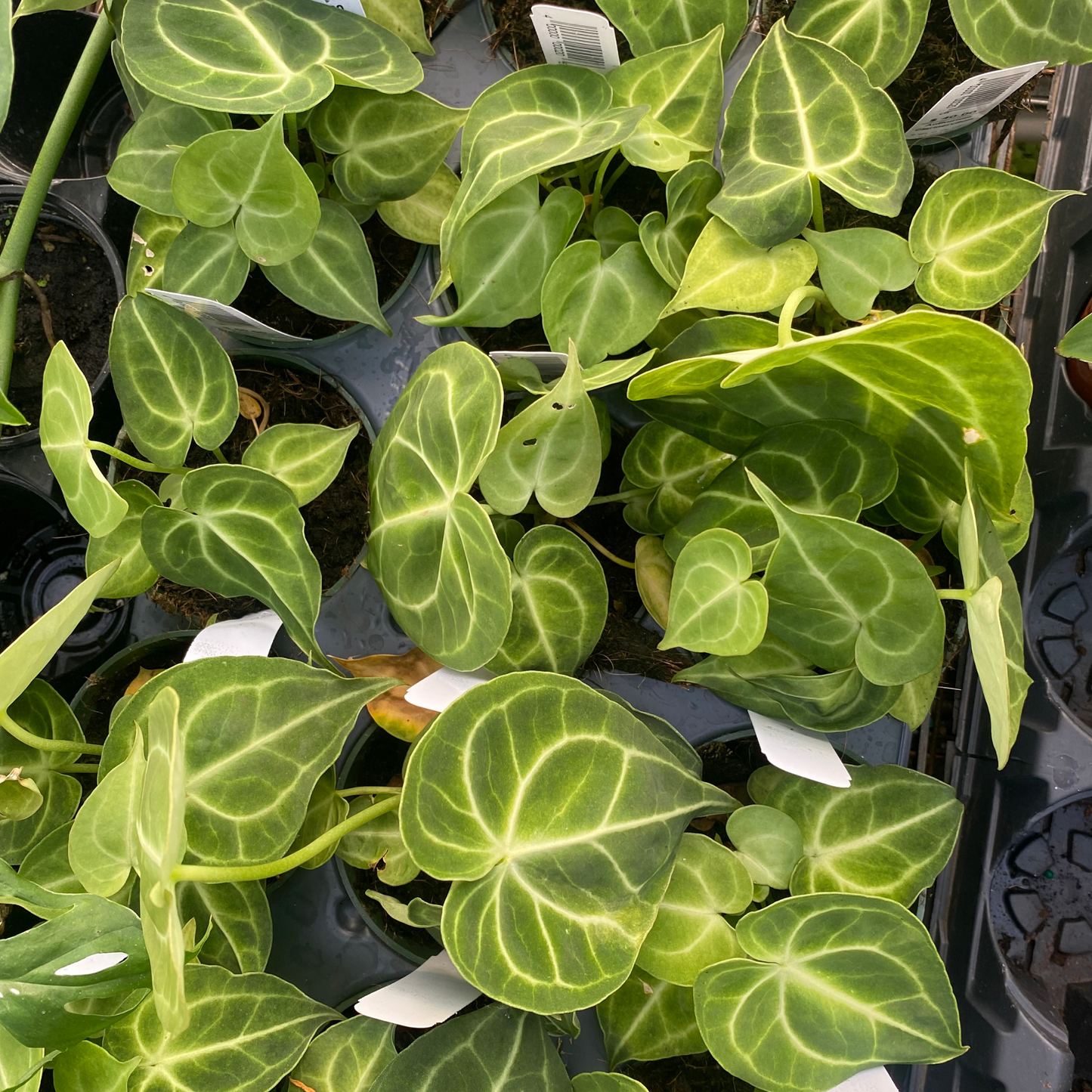 Anthurium Clarinervitum