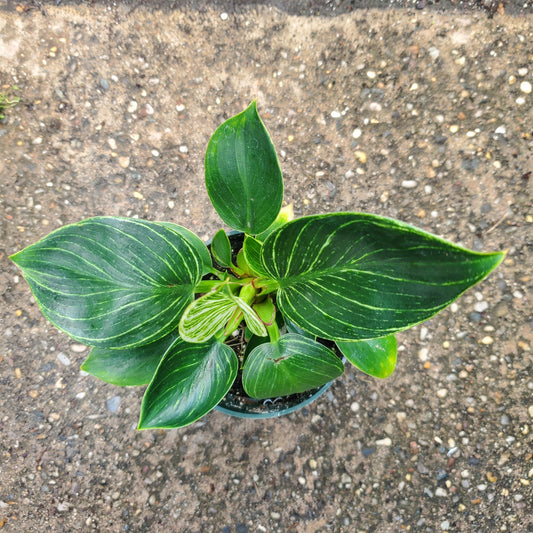 Philodendron Birkin