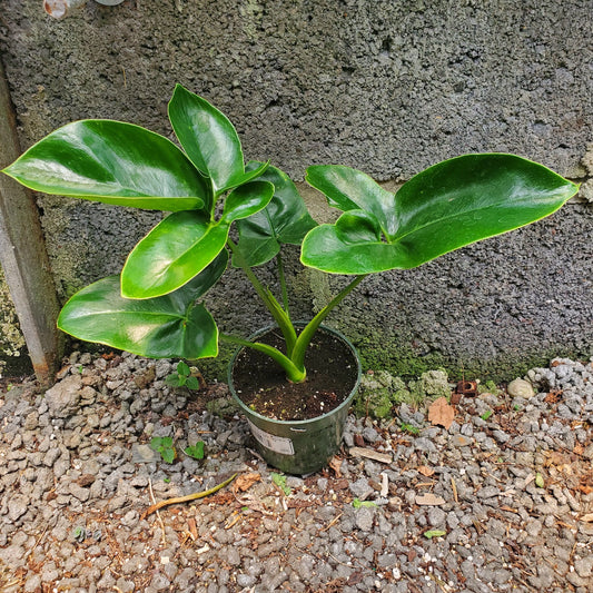 Philodendron Goeldii