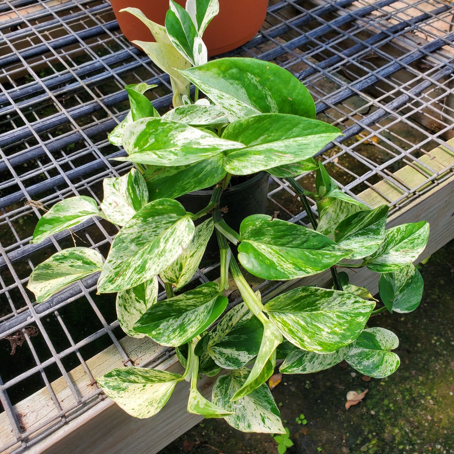 Marble Queen Pothos