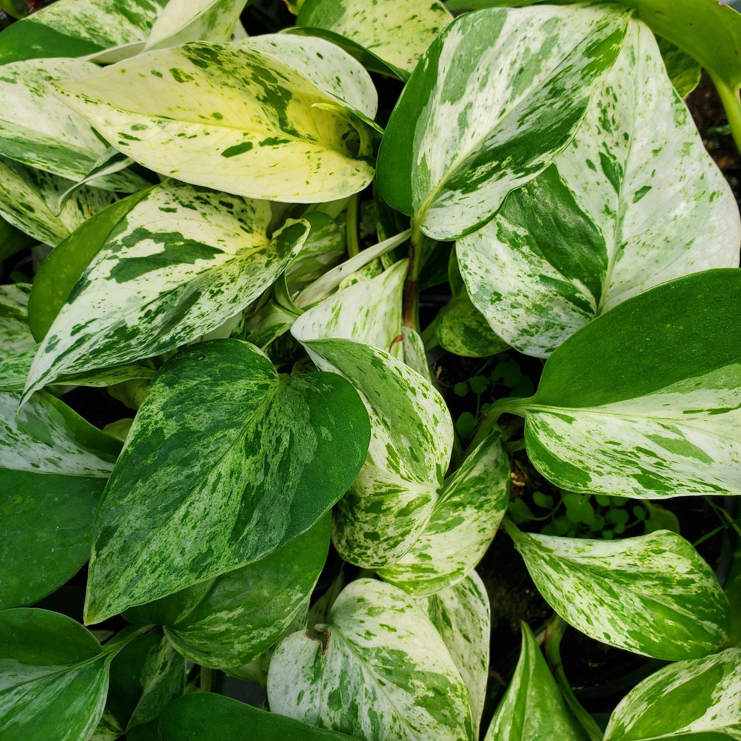 Marble Queen Pothos