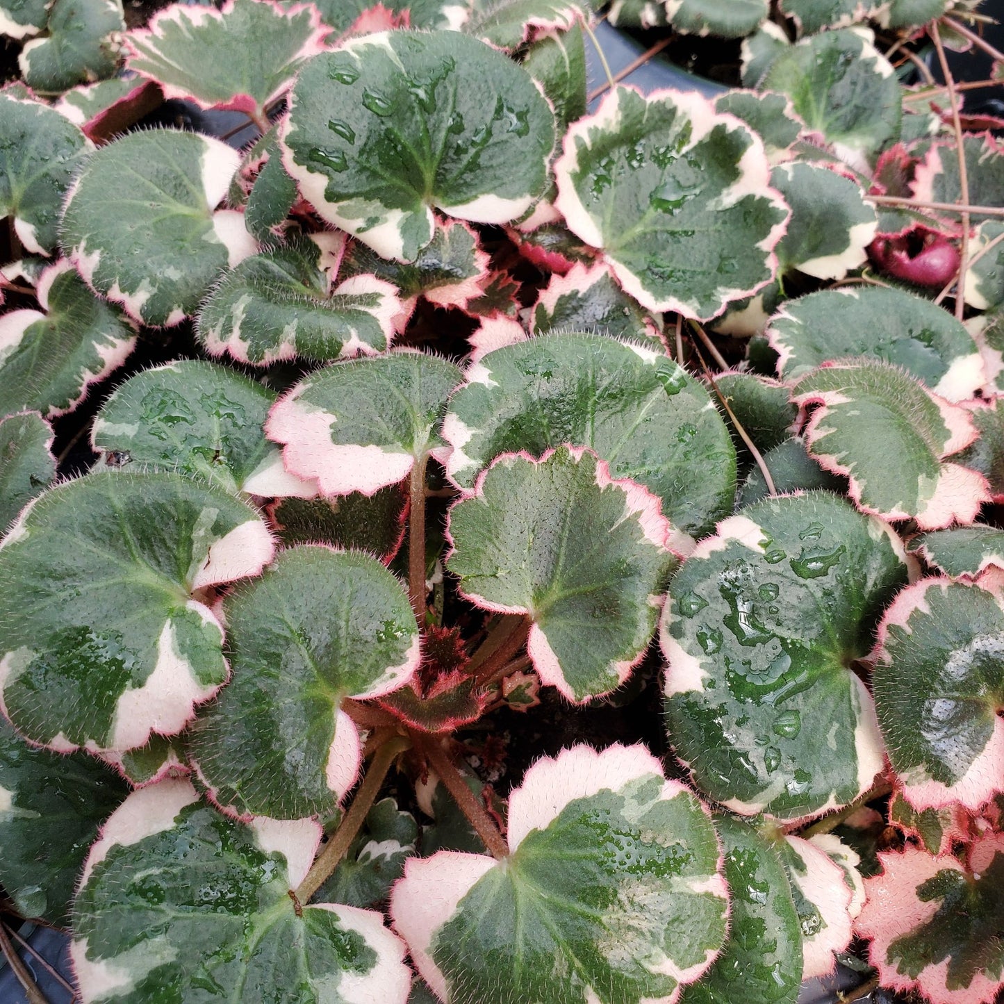 Saxifraga Tricolor