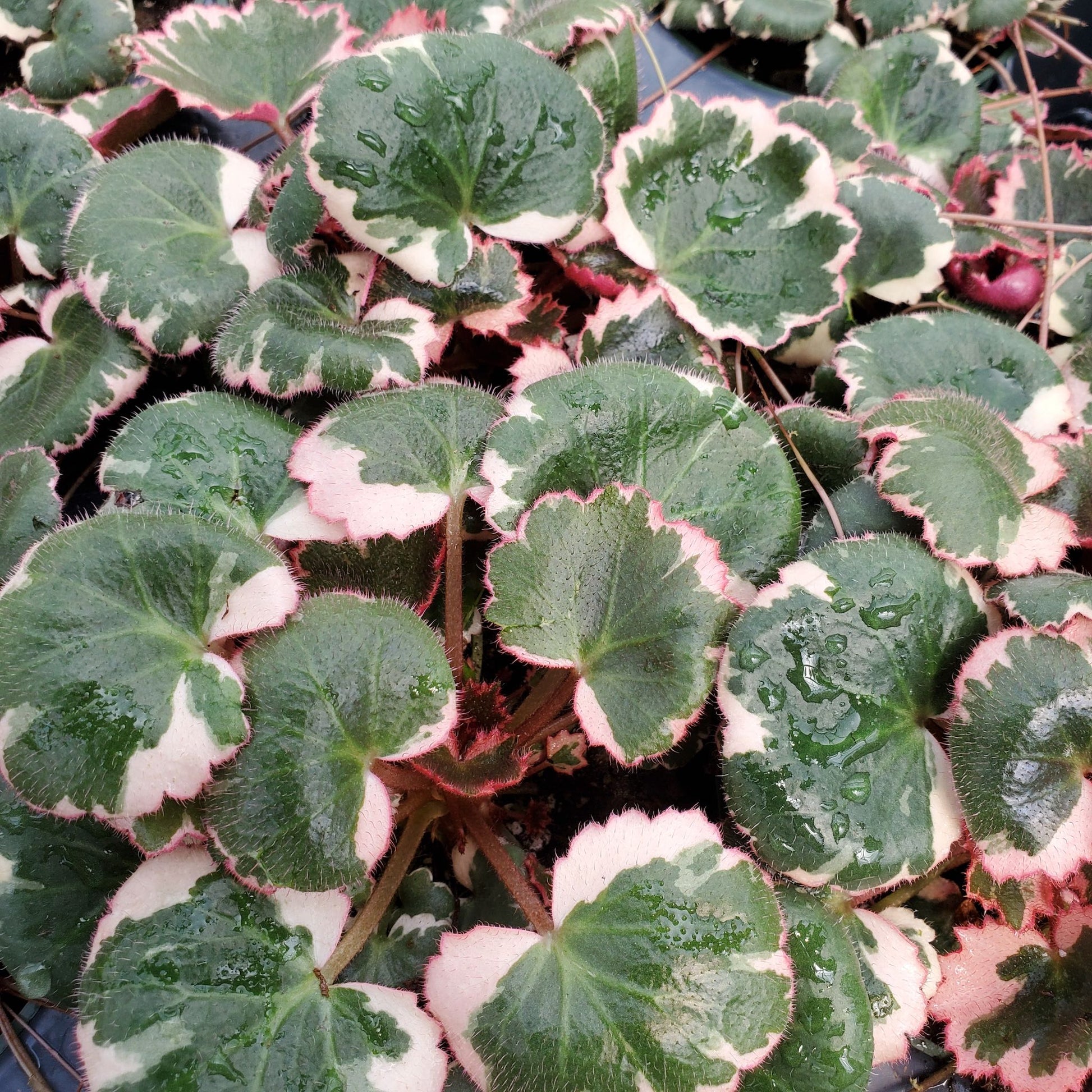 saxifraga succulent Saxifraga Tricolor – Fantastic Gardens