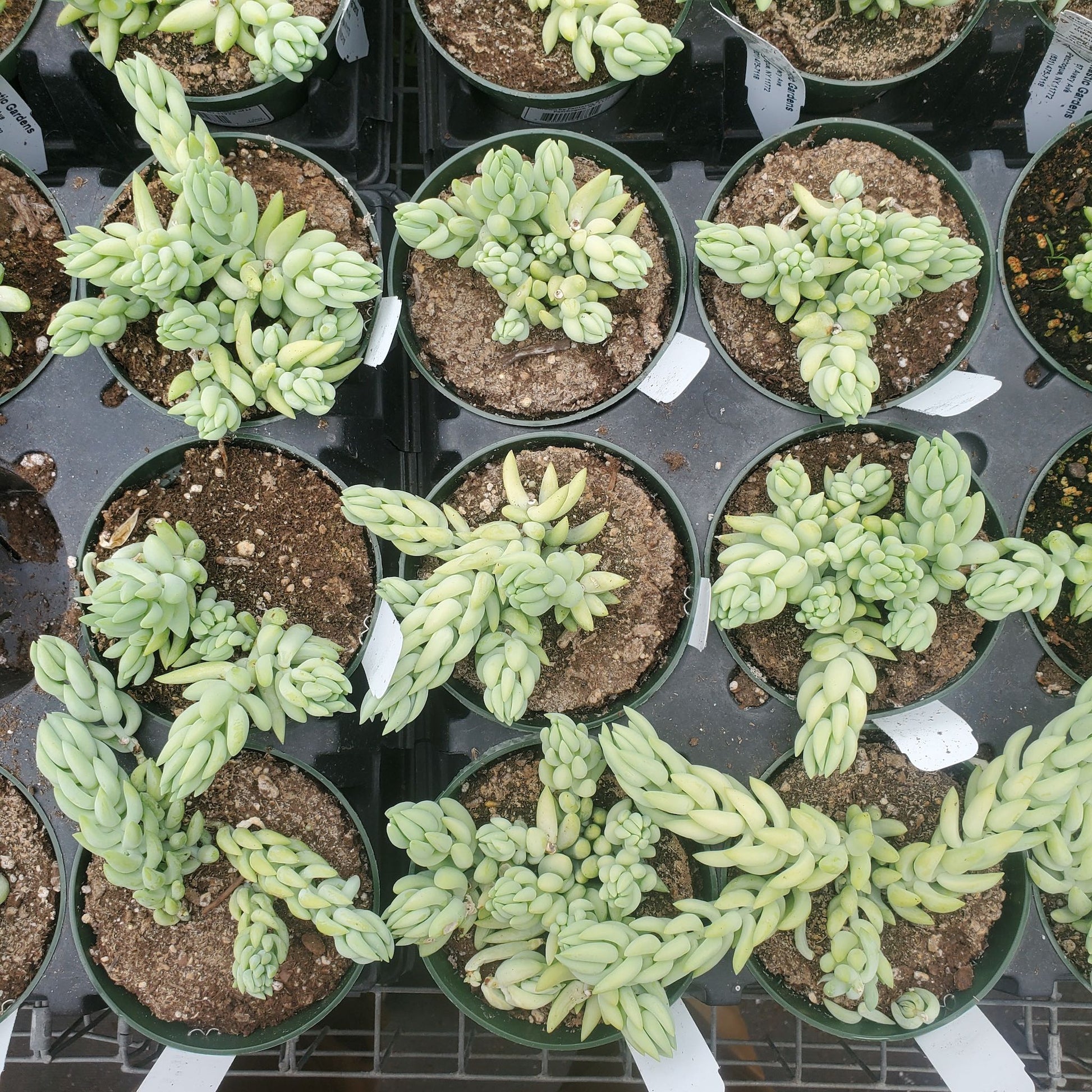 succulents that look like burro's tail Sedum 'Burros Tail' – Fantastic Gardens