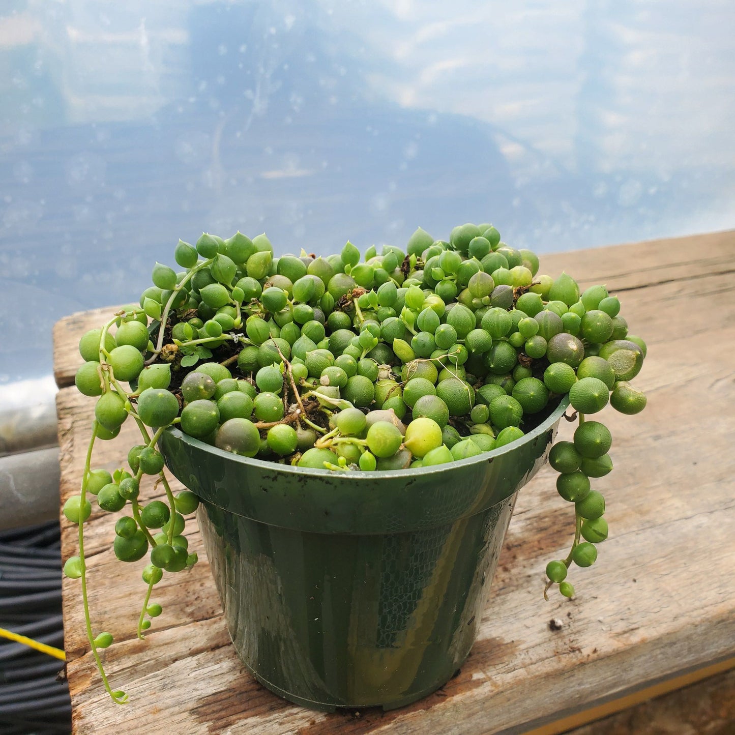 String of Pearls