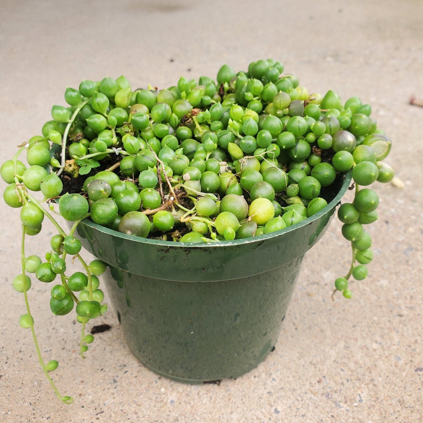 String of Pearls