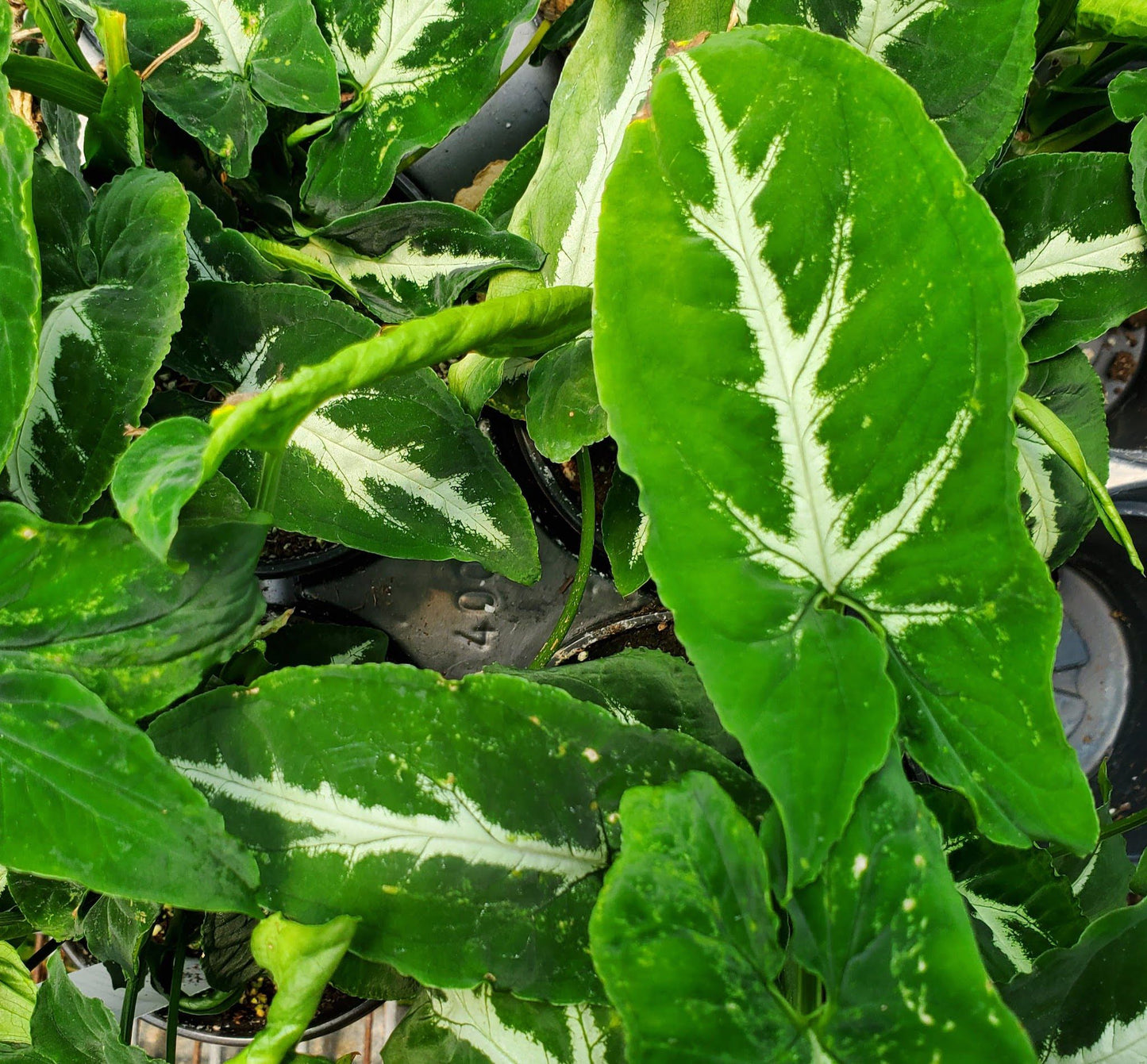 Syngonium Wendlandii