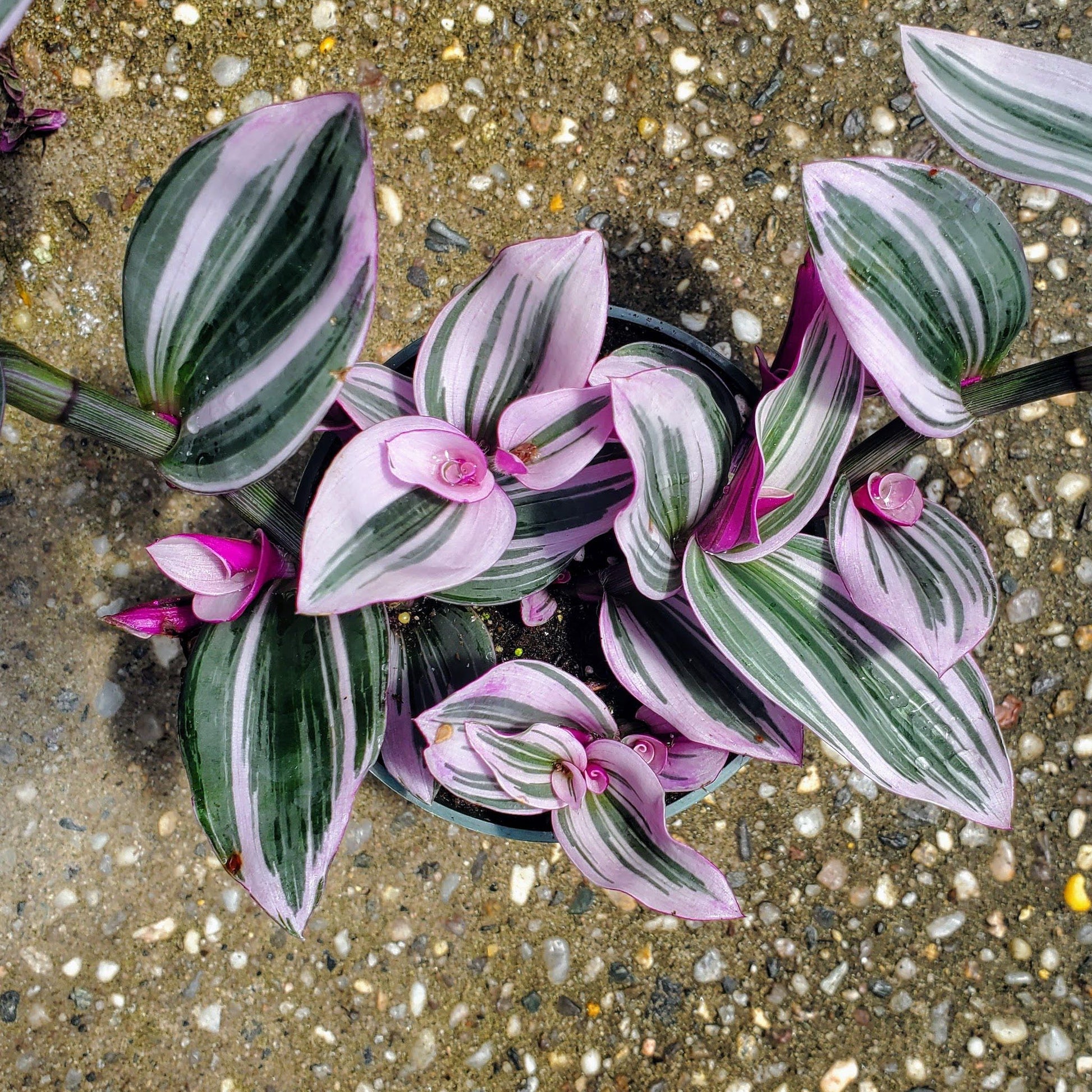 tradescantia nanouk hanging plant Rare Nanouk Pink Tradescantia
