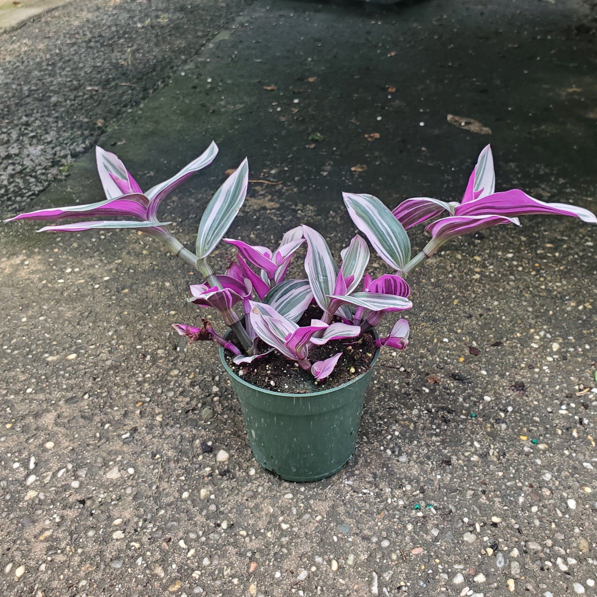 tradescantia nanouk pink trailing house plant Tradescantia Nanouk – Fantastic Gardens