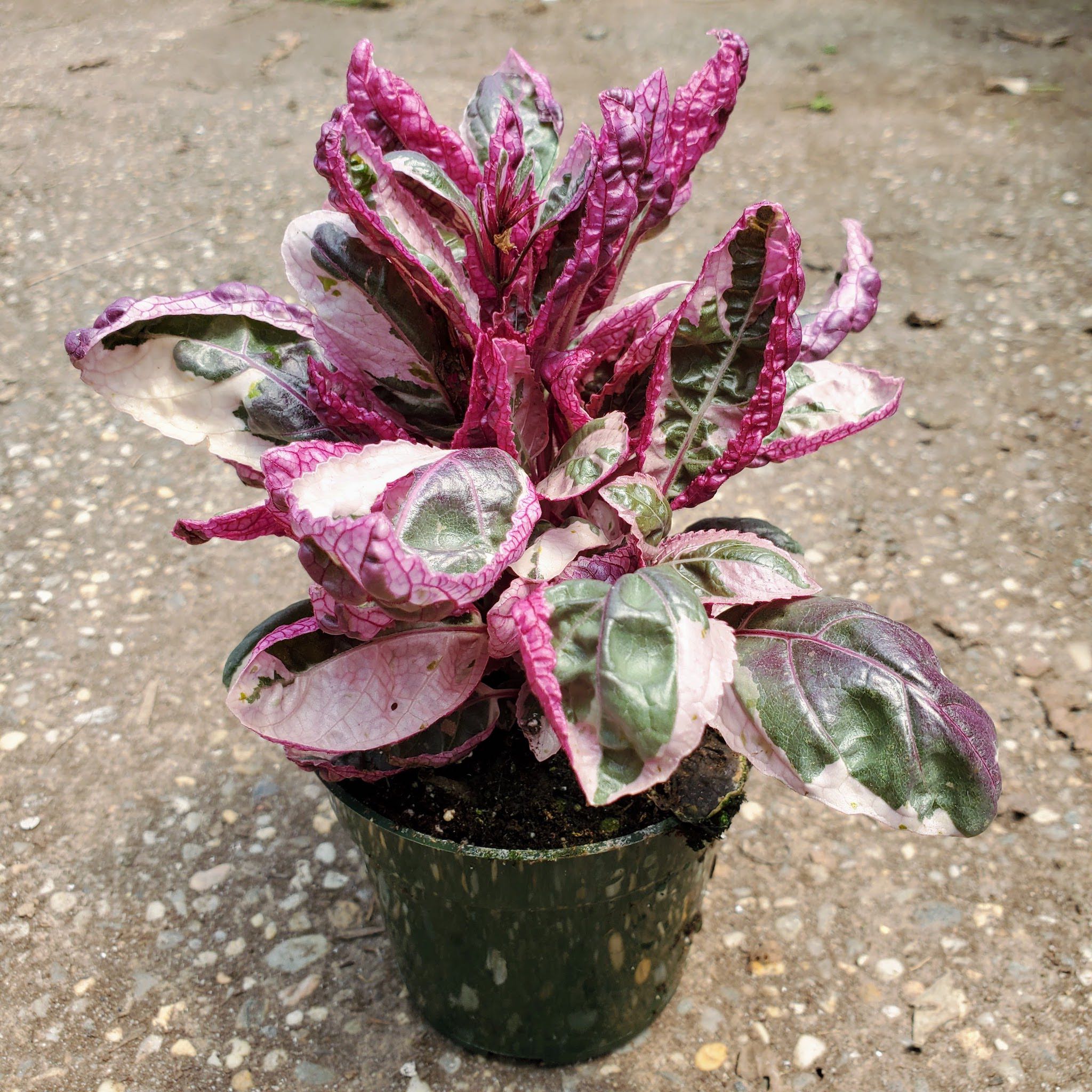 Snow white waffle plant