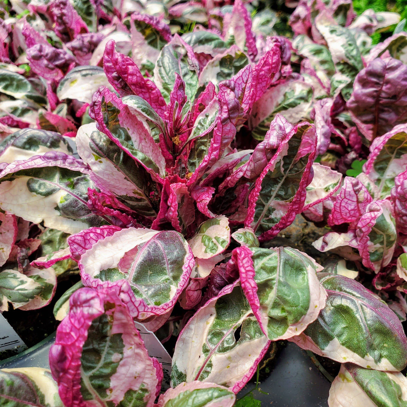 Waffle Plant Snow White Fantastic Gardens