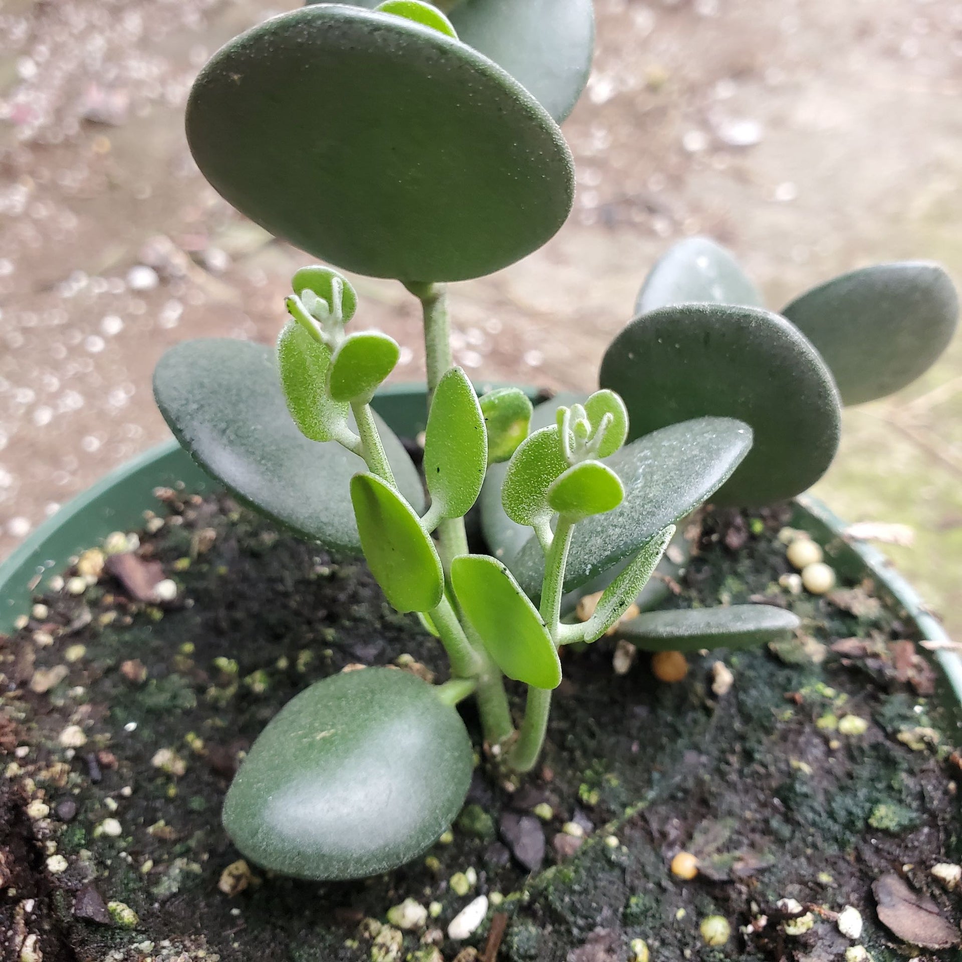 Xerosicyos Danguyi - Silver Dollar Vine - 4" Pot