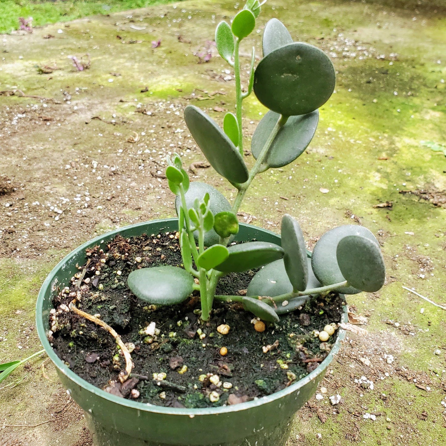 Xerosicyos Danguyi - Silver Dollar Vine